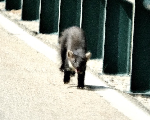 pine marten pine marten